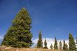 Isolated conifer against blue sky
