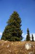 Isolated conifer against blue sky