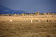 Pronghorn antelope in autumn