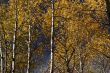 Autumn, golden aspens