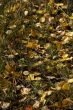 Autumn detail, golden poplar leaves