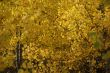 Autumn, golden aspens