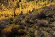 Fall colors in Idaho hills
