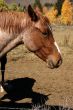 Portrait, brown horse