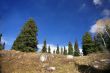 Isolated conifer against blue sky