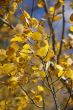 Autumn, golden aspens