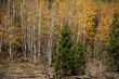 Autumn, golden aspens