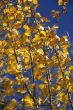 Autumn, golden aspens