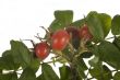wild rose fruit