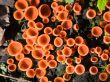 Red lichen background