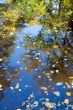 Leaves in water