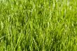 Green lawn