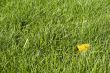 Green lawn