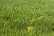 Green lawn