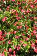 Red Flowers in Green