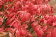 Red Leaves in Rain