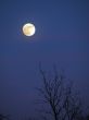 moon and tree