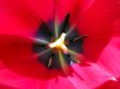 macro photo of red tulip