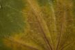 fall green and gold leaf background closeup