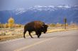 Single bull bison walking