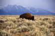 Single bull bison walking