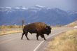 Single bull bison walking