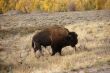 Single bull bison walking
