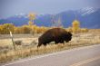 Single bull bison walking