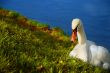 swan on the shore of a river