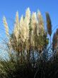 Pampas Grass