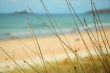 Beach Paradise