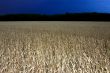 wheat field