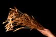 ripe wheat