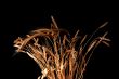 ears of ripe wheat