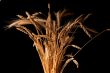 ripe wheat