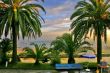 palms and coast