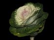 green cabbage