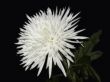 white flower