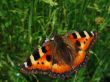 orange butterfly and green grass