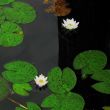 dark and light - lake flowers