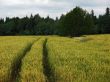 cereal field and tractor road