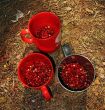 mugs with berry, illuminate sun rays