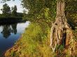 evening forest river illuminate sunset rays