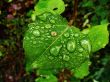 rain drops on green sheet