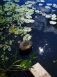 hot windless midday, reflection in water