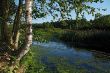 coast forest river, summer morning