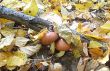 Autumn mushrooms