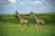 Two giraffe