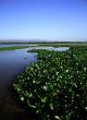 Water Hyacinth