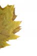 autumn leaf